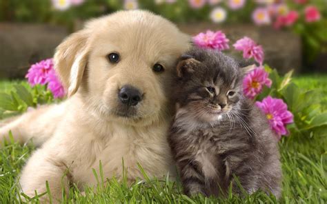 De hond speelt met water. Hond en kat aan het knuffelen | Mooie Leuke Achtergronden Voor Je Bureaublad (PC, Laptop, Tablet)