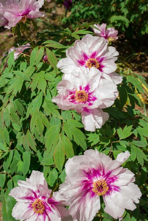 Tree Peony In Full Blooming Stock Image Image Of Flora Close 245658923