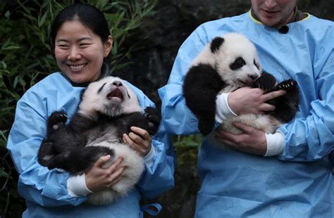 Adorable Giant Panda Twins Named After Reaching 100 Days Old London
