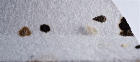 What Are The Early Signs Of Bed Bugs Abc Blog