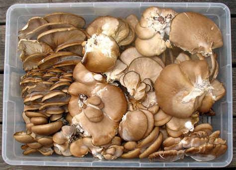 Miscellaneous Mushroom Gallery Page 2- Mushroom-Collecting.com