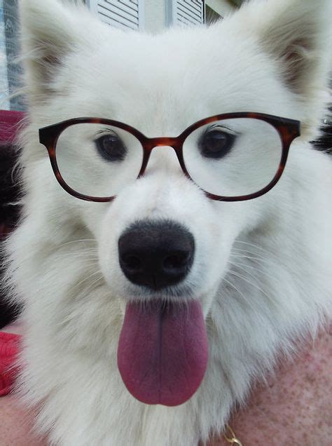 24 Dogs With Glasses Ideas Dogs Cute Animals Dog With Glasses