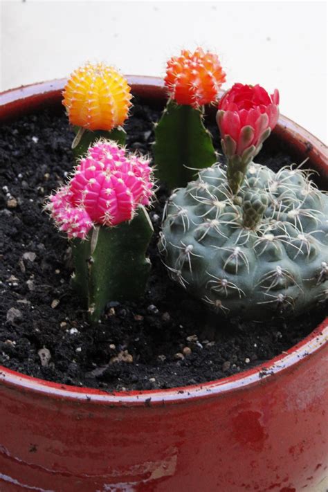 How to make an indoor cactus garden joy us. DIY Cactus Dish Garden | HGTV
