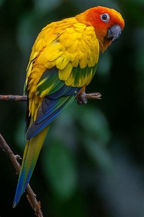 Lustige arten sich am telefon zu melden. Papageien - 50 unikale Fotos zum Inspirieren! - Archzine.net