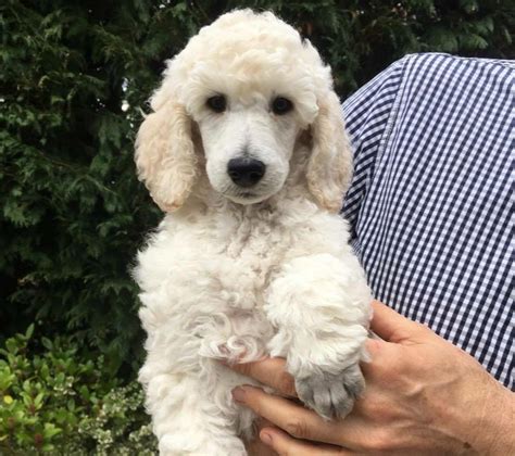 The poodle club of america established the referenced breed standard for the poodle. Afterglow Standard Poodle puppy | Preston, Lancashire ...