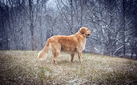 Dog Animals Golden Retrievers Snow Winter Wallpapers