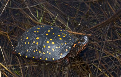 Spotted Turtle Pender County Reptiles · Biodiversity4all