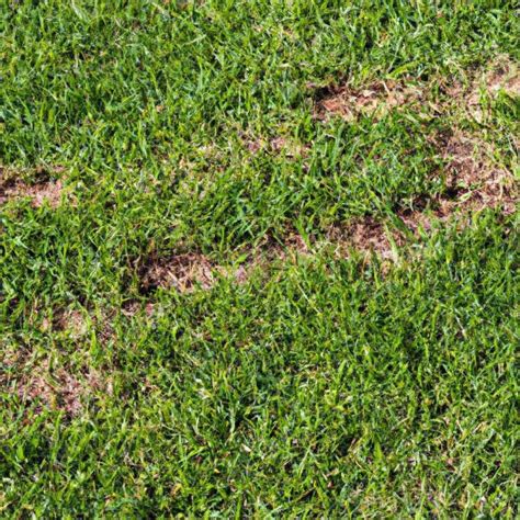 How To Fix Bare Spots In Bermuda Grass Lawn Care Logic