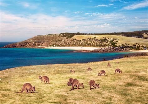 La Great Ocean Road Et Kangaroo Island à Sa Guise Voyage Autotour