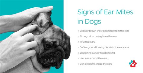 How To Discover Treat And Prevent Ear Mites In Dogs Pet Parents®