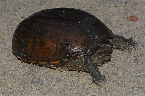 Eastern Mud Turtle Kinosternon Subrubrum