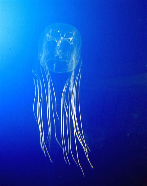 Sea Wasp Jellyfish Chironex Sp Chironex Fleckeri Commonly Known