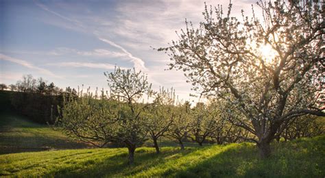 Apple Orchard Free Stock Photos Download 1838 Free Stock Photos For