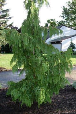 Japanese zelkova is now used as an elm tree alternative, as it is related and has a similar appearance, but does not have anywhere near the same problems with dutch elm. 684 best images about Landscape Shrubs & Trees on ...