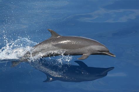 Dolphins are members of the family delphinidae which evolved relatively recently, about ten million years ago. Dolphin Swimming Jumping · Free photo on Pixabay