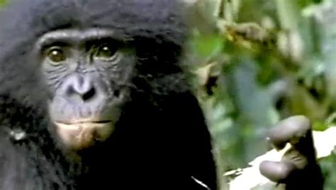 Chimps And Bonobos Science Professional Development Classroom