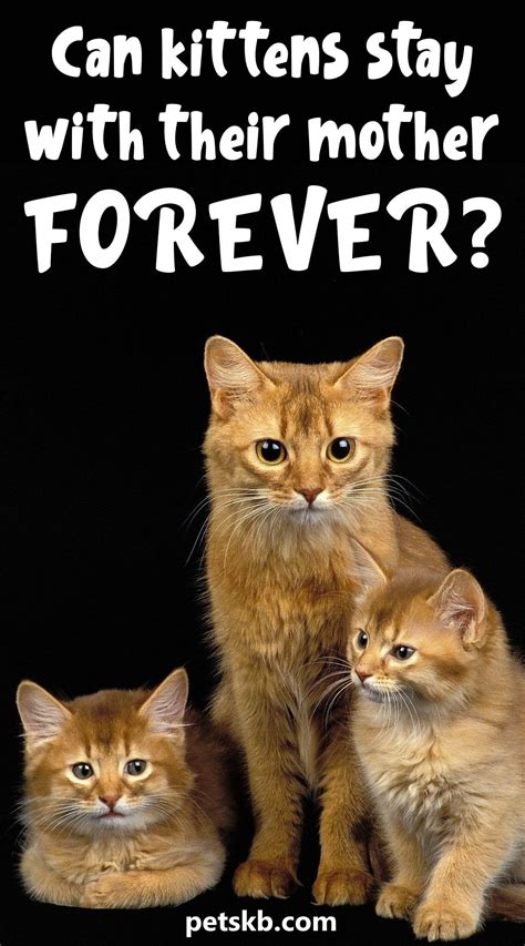 Can Kittens Stay With Their Mother Forever Kittens Cat Parenting