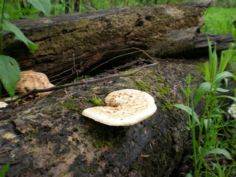 Practical Biology Science For Everyone A Few Iowa Fungi And Mushrooms