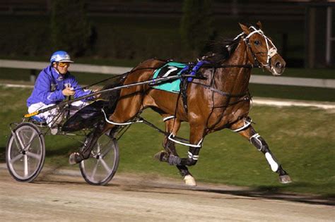 Standardbred Canada Facts History And Frequently Asked Questions