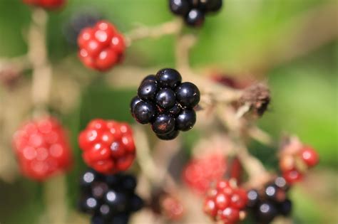 Blackberry Berry Fruit Free Photo On Pixabay Pixabay