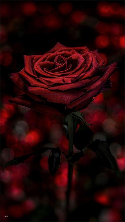 Gothic Rose Background