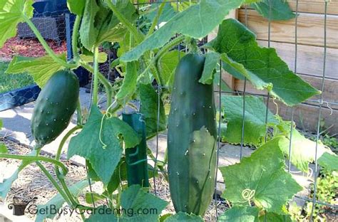 Creating a trellis for your cucumbers will not only save space, but it will also help keep your cucumbers beautiful and healthy. Cucumber Trellis DIY: How To Make A Simple Cucumber Arch ...