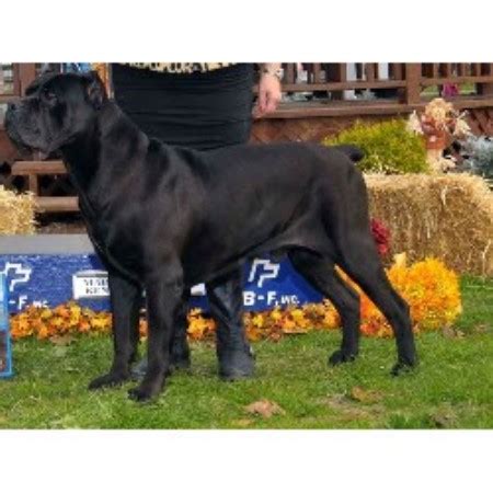 Feel free to browse hundreds of active classified puppy for sale listings. Bravado Cane Corso, Cane Corso Stud in Columbus, Ohio
