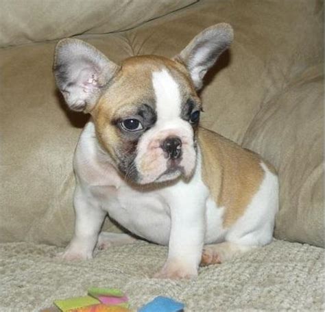 3:15 the dodo 1 229 192 просмотра. Adorable French bulldog puppies for re homing for Sale in Phoenix, Arizona Classified ...
