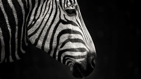 Zebras Animals Mammals White Black Dark Hd Wallpaper Rare Gallery