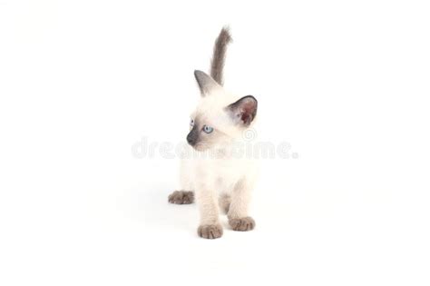 Thai Kitten Is A Traditional Or Old Style Siamese Kitten Stock Photo