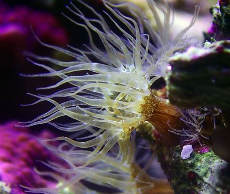 Corals And Sea Anemones Turn Sunscreen Into Toxins—understanding How