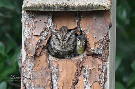 Young Wood Duck Emerges From A Screech Owls Nest Box