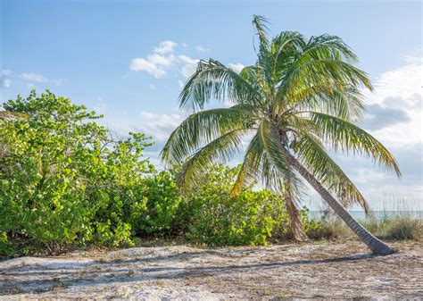 Insel Palmen Strand Kostenloses Foto Auf Pixabay Pixabay