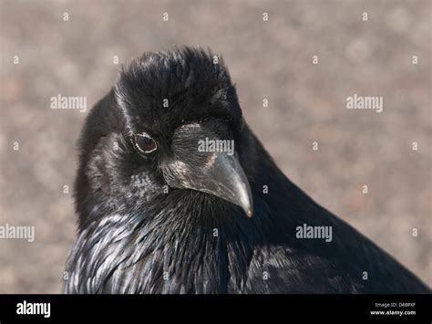 Crow Head Hi Res Stock Photography And Images Alamy