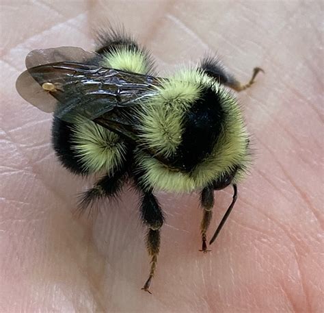 California Bumble Bee Atlas What Citizens Found On A Uc Davis Bumble