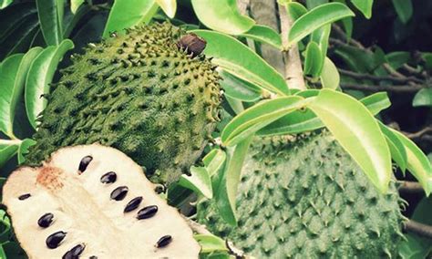 Dan adakah terdapat sebarang khasiat daun durian belanda? Khasiat Daun Durian Belanda Yang Bermanafaat Untuk ...