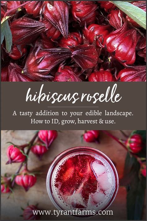 Cultivated from the nigerian hibiscus flower, this tea was reputed in ancient societies to lower high blood pressure and. Hibiscus: A Tasty Addition to Your Edible Landscape or ...