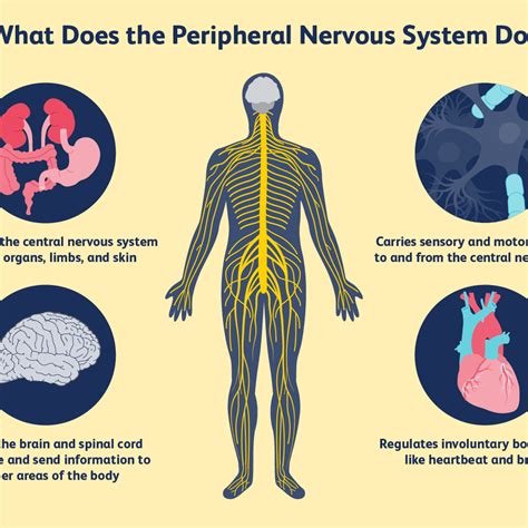 Browse nervous system templates and examples you can make with smartdraw. The Study Of The Brain And Nervous System Is Called - slidedocnow