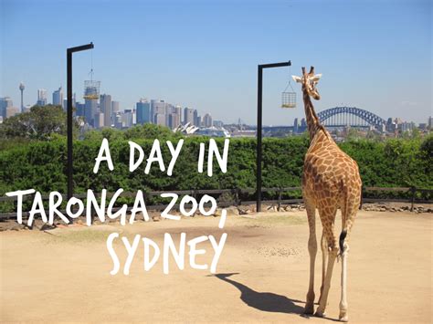 A Day In Taronga Zoo Sydney Magnificent Escape