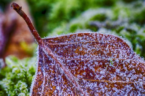 Beech Leaves Frozen Stock Image Image Of Landscape Tree