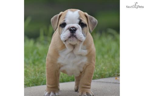 Are you in georgia and interest in a one of a kind olde english bulldogge? Georgia: English Bulldog puppy for sale near Dallas / Fort Worth, Texas. | 33ee7735-b8e1