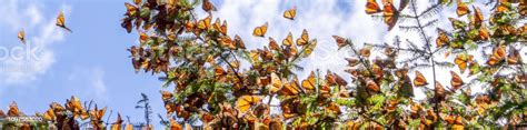 Monarch Butterflies On The Tree Branch And Flaying In The Air With Blue