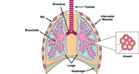 Stomach heart and lungs rib cage kidneys derive by vector template. Topic 6: Health & Physiology at Case High School - StudyBlue