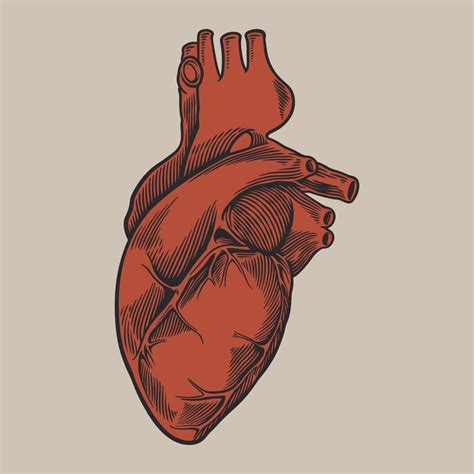 Corazón Humano Anatómicamente Dibujado A Mano Arte 3126203 Vector En