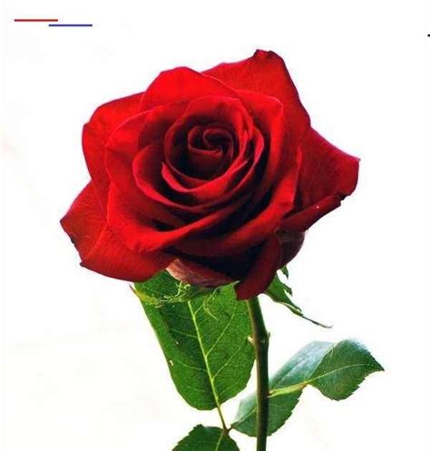 Misalkan saja bunga mawar, bunga tulip, bunga dahlia, bunga teratai, bunga anggrek, bunga melati, bunga sakura, bunga sepatu, bunga raflesia, dan bunga indah lainnya. Gambar Bunga Mawar Merah Yang Sangat Cantik - tourolouco