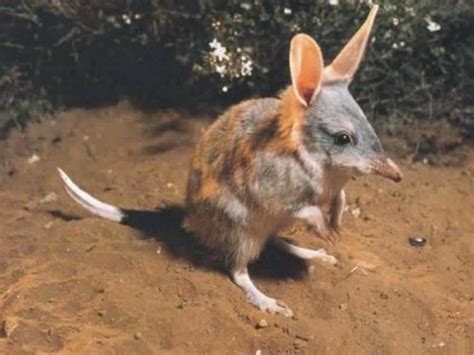The Greater Bilby Macrotis Lagotis Is A Marsupial Native To Australia