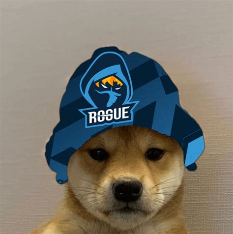 Dog Wif Hat Meme Apsgeyser
