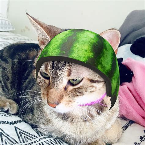 A Cat Wearing A Watermelon Helmet On Top Of Its Head Sitting On A Bed