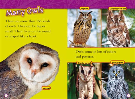 National Geographic Kids Readers Owls