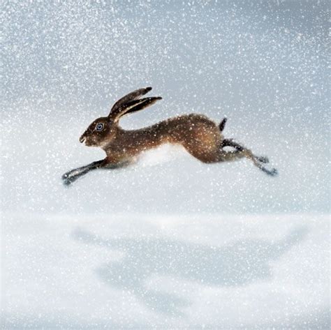 Hare In The Snow By Ruth Molloy Winter Hare Watercolour Hare
